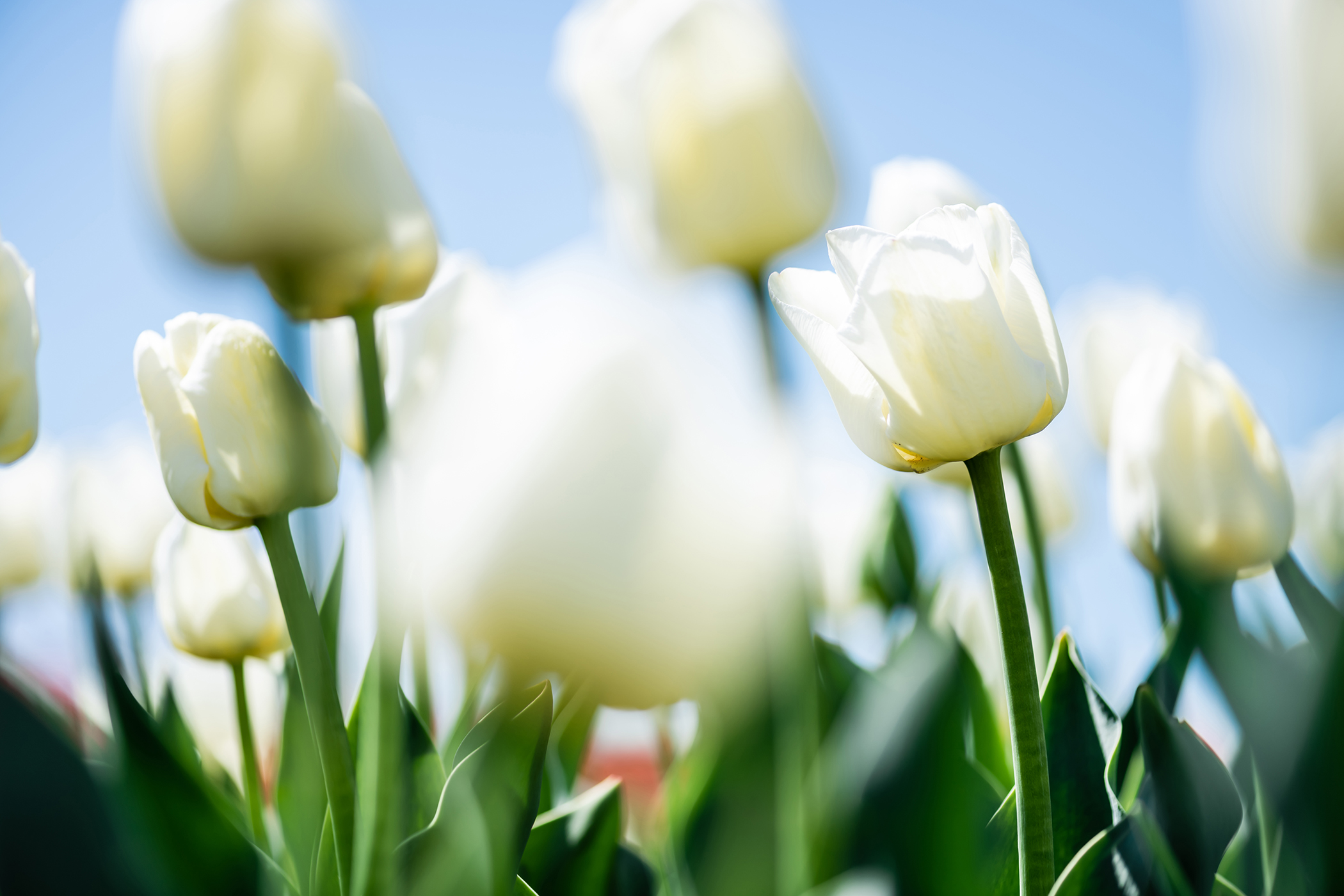 Real Estate Market Update for Greater Vancouver – April 2025
